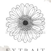 Gerbera