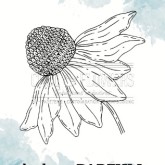 Fleur d’été